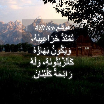 Picture 04 - هُوشَع 14:6 AVD - تَمْتَدُّ خَرَاعِيبُهُ، - Bible Verse Picture