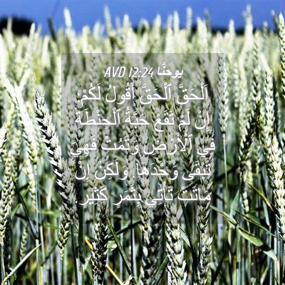 Picture 04 - يوحنَّا 12:24 AVD - اَلْحَقَّ ٱلْحَقَّ - Bible Verse Picture