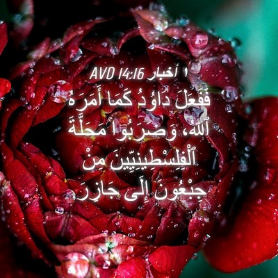 Picture 04 - ١ أخبار 14:16 AVD - فَفَعَلَ دَاوُدُ كَمَا - Bible Verse Picture