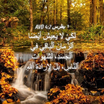 Picture 04 - ١ بطرس 4:2 AVD - لِكَيْ لَا يَعِيشَ أَيْضًا - Bible Verse Picture