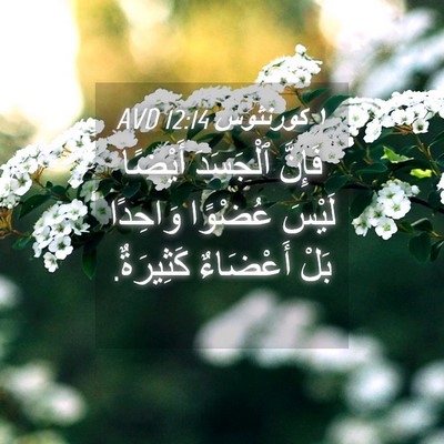 Picture 04 - ١ كورنثوس 12:14 AVD - فَإِنَّ ٱلْجَسَدَ أَيْضًا - Bible Verse Picture