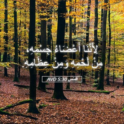 Picture 05 - أفَسُس 5:30 AVD - لِأَنَّنَا أَعْضَاءُ - Bible Verse Picture