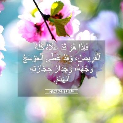 Picture 05 - أَمْثَالٌ 24:31 AVD - فَإِذَا هُوَ قَدْ عَلَاهُ - Bible Verse Picture