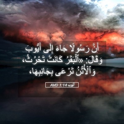 Picture 05 - أَيُّوبَ 1:14 AVD - أَنَّ رَسُولًا جَاءَ إِلَى - Bible Verse Picture
