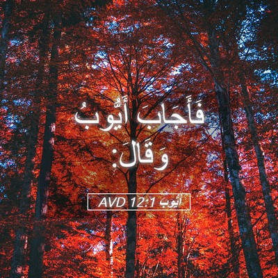 Picture 05 - أَيُّوبَ 12:1 AVD - فَأَجَابَ أَيُّوبُ - Bible Verse Picture