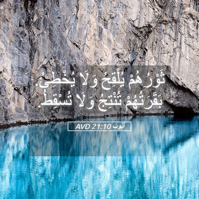 Picture 05 - أَيُّوبَ 21:10 AVD - ثَوْرُهُمْ يُلْقِحُ وَلَا - Bible Verse Picture