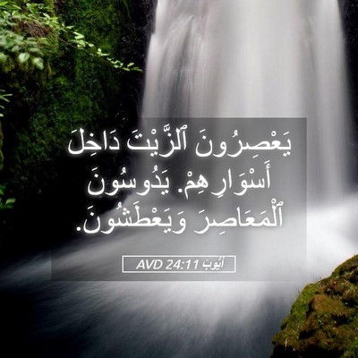 Picture 05 - أَيُّوبَ 24:11 AVD - يَعْصِرُونَ ٱلزَّيْتَ - Bible Verse Picture
