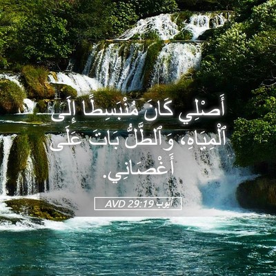 Picture 05 - أَيُّوبَ 29:19 AVD - أَصْلِي كَانَ مُنْبَسِطًا - Bible Verse Picture