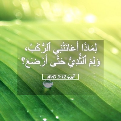 Picture 05 - أَيُّوبَ 3:12 AVD - لِمَاذَا أَعَانَتْنِي - Bible Verse Picture