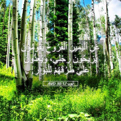 Picture 05 - أَيُّوبَ 30:12 AVD - عَنِ ٱلْيَمِينِ - Bible Verse Picture