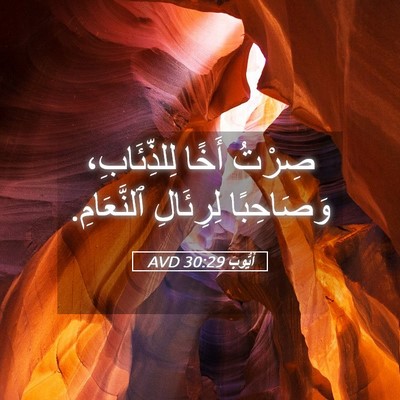 Picture 05 - أَيُّوبَ 30:29 AVD - صِرْتُ أَخًا لِلذِّئَابِ، - Bible Verse Picture