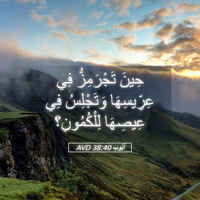 Picture 05 - أَيُّوبَ 38:40 AVD - حِينَ تَجْرَمِزُّ فِي - Bible Verse Picture