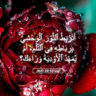 Picture 05 - أَيُّوبَ 39:10 AVD - أَتَرْبِطُ ٱلثَّوْرَ - Bible Verse Picture