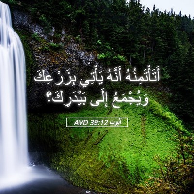 Picture 05 - أَيُّوبَ 39:12 AVD - أَتَأْتَمِنُهُ أَنَّهُ - Bible Verse Picture