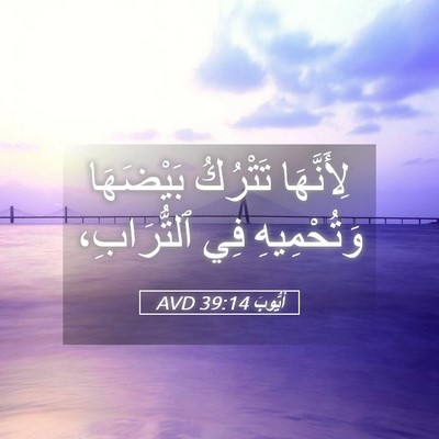 Picture 05 - أَيُّوبَ 39:14 AVD - لِأَنَّهَا تَتْرُكُ - Bible Verse Picture