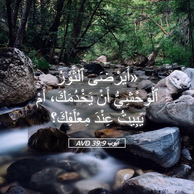 Picture 05 - أَيُّوبَ 39:9 AVD - «أَيَرْضَى ٱلثَّوْرُ - Bible Verse Picture
