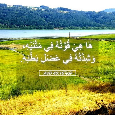 Picture 05 - أَيُّوبَ 40:16 AVD - هَا هِيَ قُوَّتُهُ فِي - Bible Verse Picture