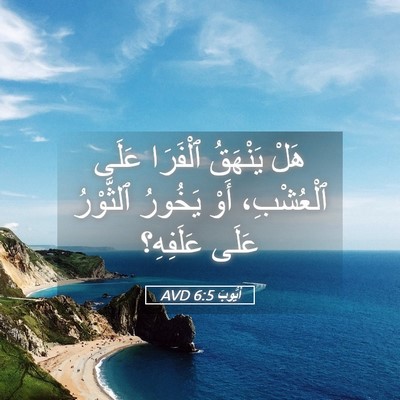Picture 05 - أَيُّوبَ 6:5 AVD - هَلْ يَنْهَقُ ٱلْفَرَا - Bible Verse Picture