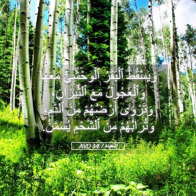 Picture 05 - إِشَعْيَاءَ 34:7 AVD - وَيَسْقُطُ ٱلْبَقَرُ - Bible Verse Picture