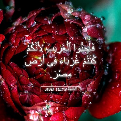 Picture 05 - اَلتَّثْنِيَة 10:19 AVD - فَأَحِبُّوا ٱلْغَرِيبَ - Bible Verse Picture