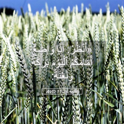 Picture 05 - اَلتَّثْنِيَة 11:26 AVD - «اُنْظُرْ. أَنَا وَاضِعٌ - Bible Verse Picture