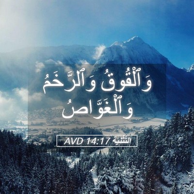 Picture 05 - اَلتَّثْنِيَة 14:17 AVD - وَٱلْقُوقُ وَٱلرَّخَمُ - Bible Verse Picture