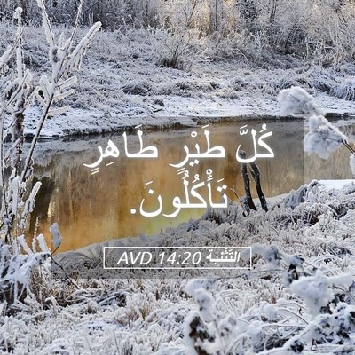 Picture 05 - اَلتَّثْنِيَة 14:20 AVD - كُلَّ طَيْرٍ طَاهِرٍ - Bible Verse Picture