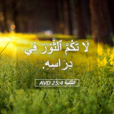 Picture 05 - اَلتَّثْنِيَة 25:4 AVD - لَا تَكُمَّ ٱلثَّوْرَ فِي - Bible Verse Picture