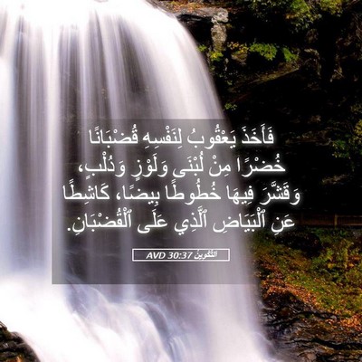 Picture 05 - اَلتَّكْوِينُ 30:37 AVD - فَأَخَذَ يَعْقُوبُ - Bible Verse Picture