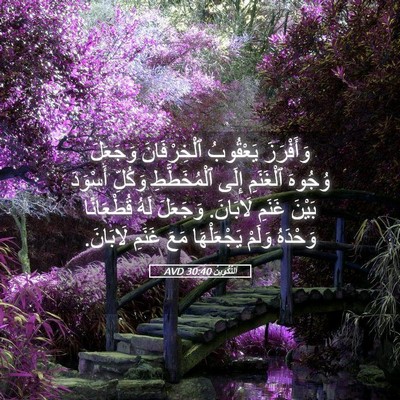 Picture 05 - اَلتَّكْوِينُ 30:40 AVD - وَأَفْرَزَ يَعْقُوبُ - Bible Verse Picture