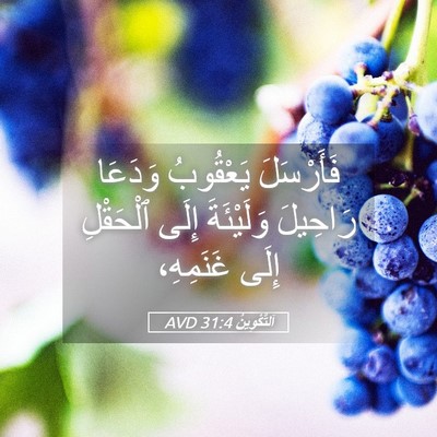 Picture 05 - اَلتَّكْوِينُ 31:4 AVD - فَأَرْسَلَ يَعْقُوبُ - Bible Verse Picture