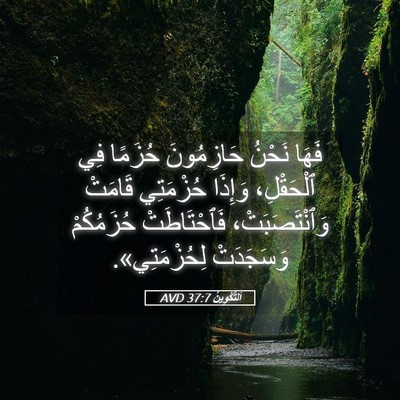 Picture 05 - اَلتَّكْوِينُ 37:7 AVD - فَهَا نَحْنُ حَازِمُونَ - Bible Verse Picture