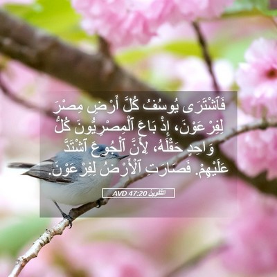 Picture 05 - اَلتَّكْوِينُ 47:20 AVD - فَٱشْتَرَى يُوسُفُ كُلَّ - Bible Verse Picture