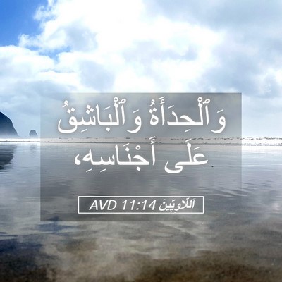 Picture 05 - اَللَّاوِيِّينَ 11:14 AVD - وَٱلْحِدَأَةُ - Bible Verse Picture