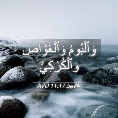 Picture 05 - اَللَّاوِيِّينَ 11:17 AVD - وَٱلْبُومُ وَٱلْغَوَّاصُ - Bible Verse Picture