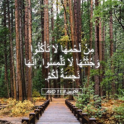 Picture 05 - اَللَّاوِيِّينَ 11:8 AVD - مِنْ لَحْمِهَا لَا - Bible Verse Picture
