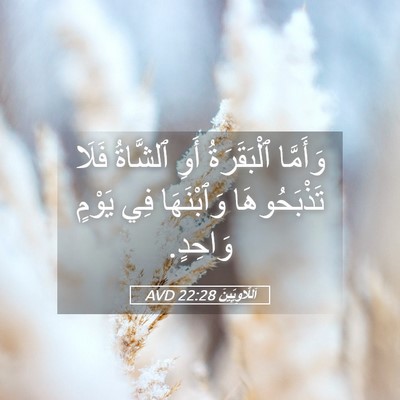 Picture 05 - اَللَّاوِيِّينَ 22:28 AVD - وَأَمَّا ٱلْبَقَرَةُ أَوِ - Bible Verse Picture