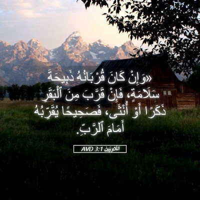 Picture 05 - اَللَّاوِيِّينَ 3:1 AVD - «وَإِنْ كَانَ قُرْبَانُهُ - Bible Verse Picture