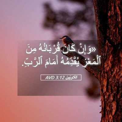 Picture 05 - اَللَّاوِيِّينَ 3:12 AVD - «وَإِنْ كَانَ قُرْبَانُهُ - Bible Verse Picture