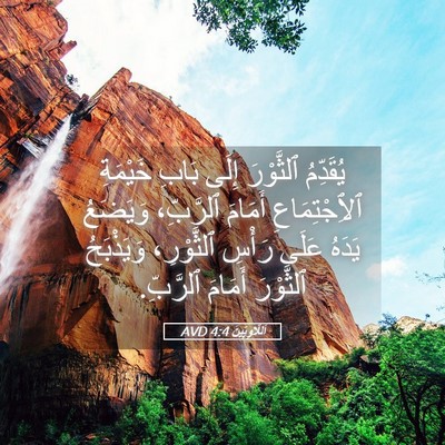 Picture 05 - اَللَّاوِيِّينَ 4:4 AVD - يُقَدِّمُ ٱلثَّوْرَ إِلَى - Bible Verse Picture