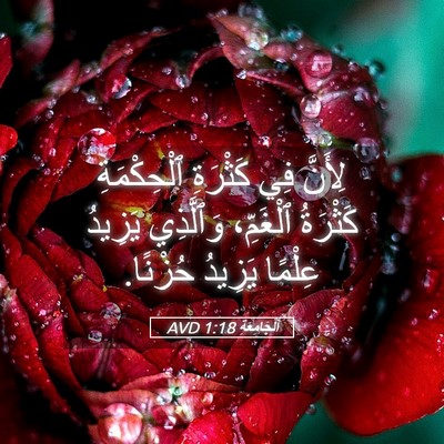 Picture 05 - اَلْجَامِعَةِ 1:18 AVD - لِأَنَّ فِي كَثْرَةِ - Bible Verse Picture