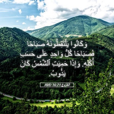 Picture 05 - اَلْخُرُوجُ 16:21 AVD - وَكَانُوا يَلْتَقِطُونَهُ - Bible Verse Picture