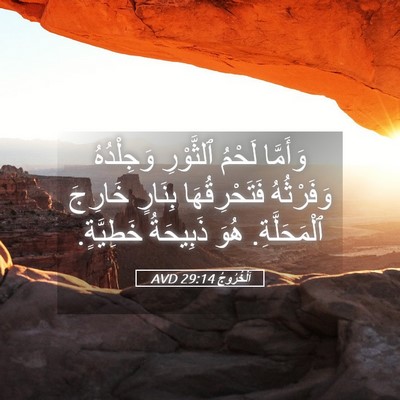 Picture 05 - اَلْخُرُوجُ 29:14 AVD - وَأَمَّا لَحْمُ ٱلثَّوْرِ - Bible Verse Picture