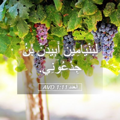 Picture 05 - اَلْعَدَد 1:11 AVD - لِبَنْيَامِينَ أَبِيدَنُ - Bible Verse Picture