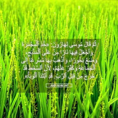 Picture 05 - اَلْعَدَد 16:46 AVD - ثُمَّ قَالَ مُوسَى - Bible Verse Picture