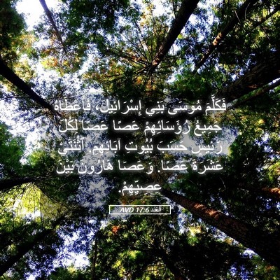 Picture 05 - اَلْعَدَد 17:6 AVD - فَكَلَّمَ مُوسَى بَنِي - Bible Verse Picture