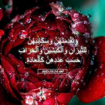 Picture 05 - اَلْعَدَد 29:24 AVD - وَتَقْدِمَتَهُنَّ - Bible Verse Picture