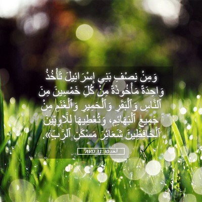 Picture 05 - اَلْعَدَد 31:30 AVD - وَمِنْ نِصْفِ بَنِي - Bible Verse Picture
