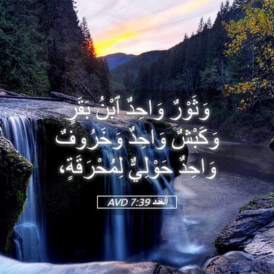 Picture 05 - اَلْعَدَد 7:39 AVD - وَثَوْرٌ وَاحِدٌ ٱبْنُ - Bible Verse Picture
