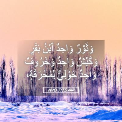 Picture 05 - اَلْعَدَد 7:75 AVD - وَثَوْرٌ وَاحِدٌ ٱبْنُ - Bible Verse Picture